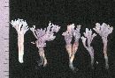 Clavulina coralloides image