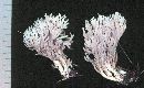 Clavulina coralloides image