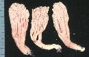 Ramaria suecica image