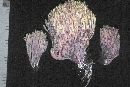 Ramaria stricta image