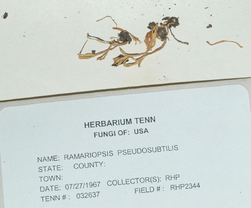 Ramariopsis pseudosubtilis image