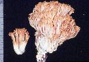 Ramaria conjunctipes image