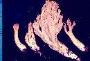 Ramaria longispora image