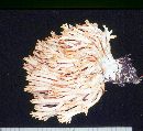 Ramaria longispora image