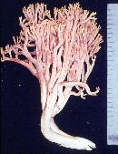 Ramaria leptoformosa image