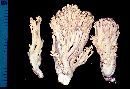 Ramaria flavigelatinosa image