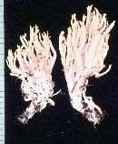 Ramaria leptoformosa image