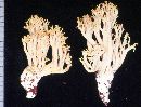 Ramaria longispora image