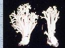 Ramaria leptoformosa image