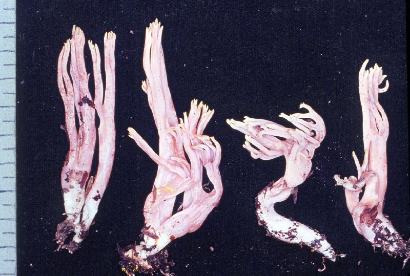 Ramaria conjunctipes image