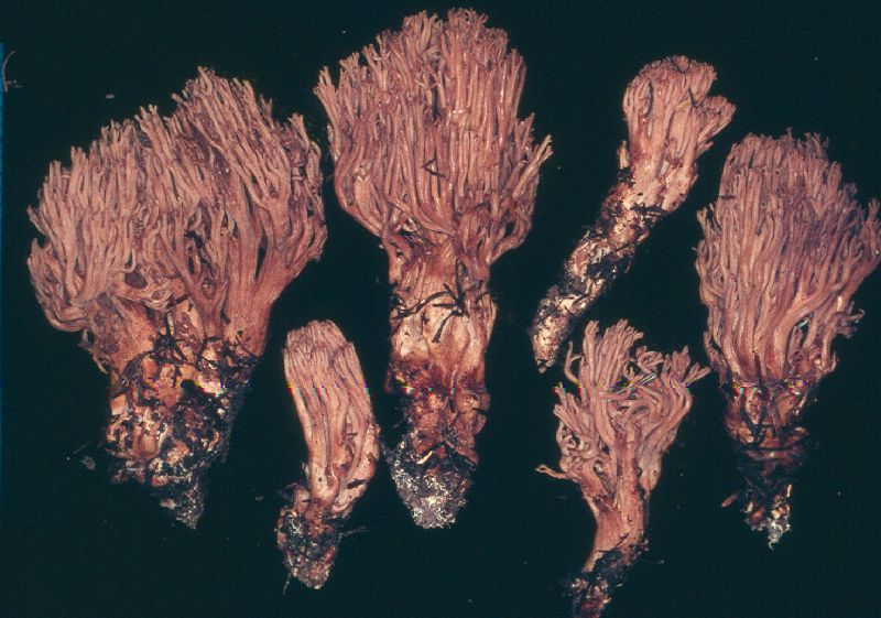 Ramaria spinulosa image