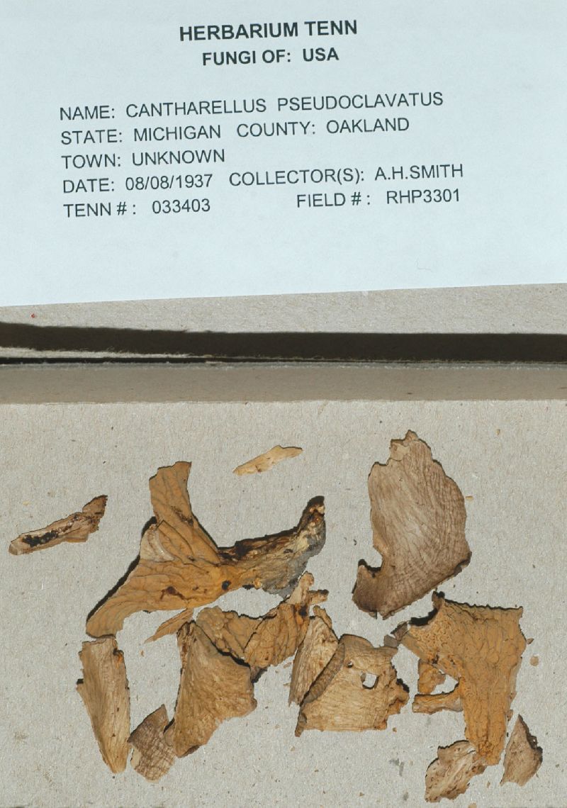 Cantharellus pseudoclavatus image