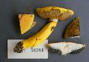 Pulveroboletus ravenelii image