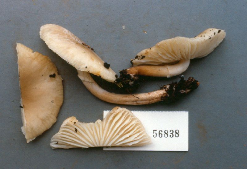 Oudemansiella submucida image