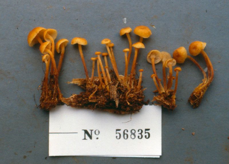 Xeromphalina brunneola image