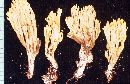 Ramaria pancaribbea image