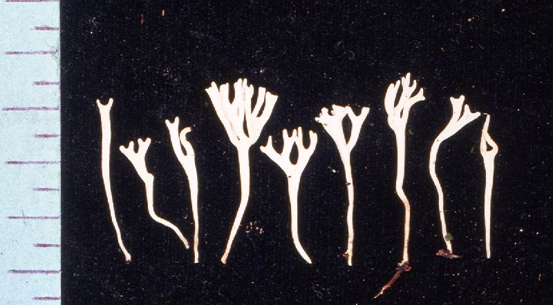 Ramariopsis californica image