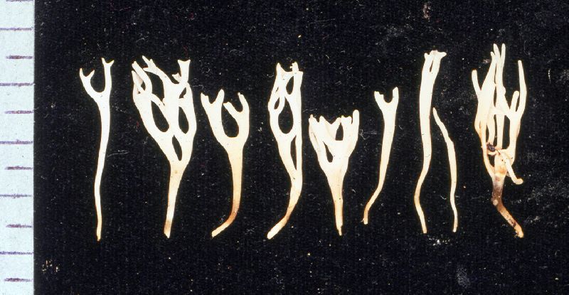 Ramariopsis pseudosubtilis image