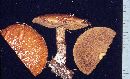 Suillus subolivaceus image