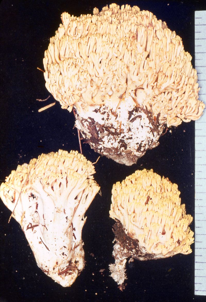 Ramaria verna image