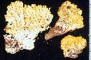 Ramaria cystidiophora image