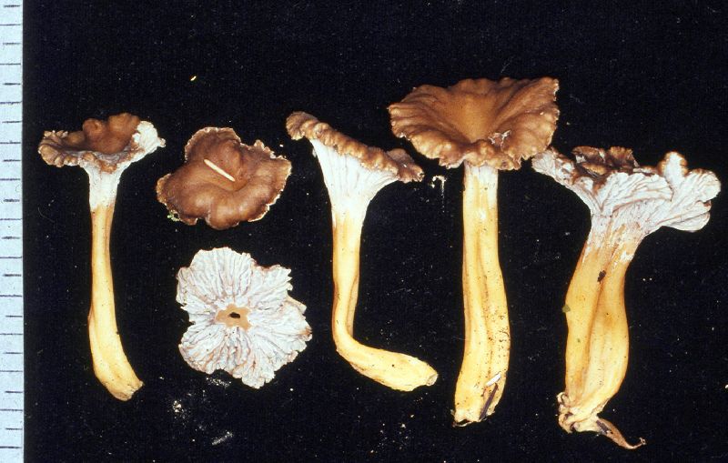 Cantharellus bicolor image