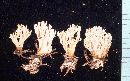 Ramaria suecica image