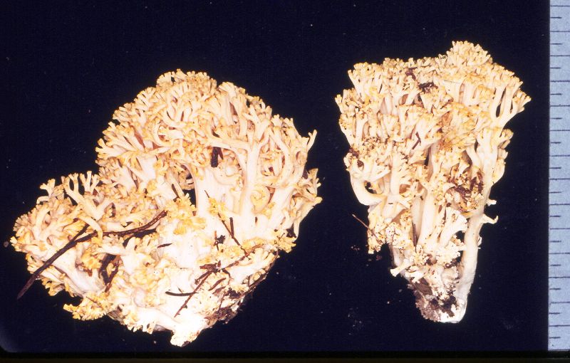 Ramaria cystidiophora image