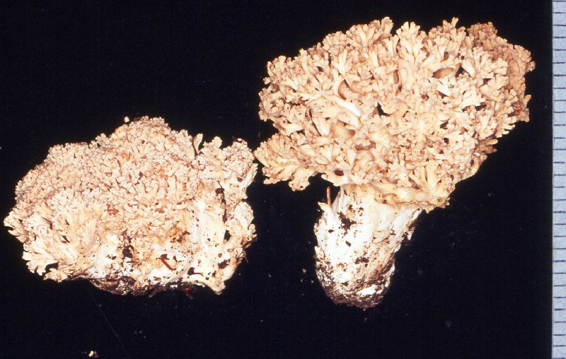 Ramaria verna image