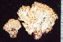 Ramaria amyloidea image