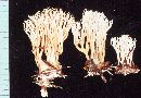 Ramaria pinicola image