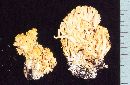 Ramaria flavigelatinosa image