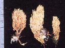 Ramaria stricta image