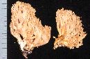 Ramaria flavobrunnescens image