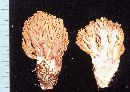 Ramaria flavobrunnescens image