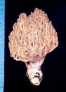 Ramaria versatilis image