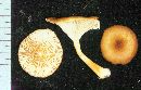 Clitocybe chrysophylla image