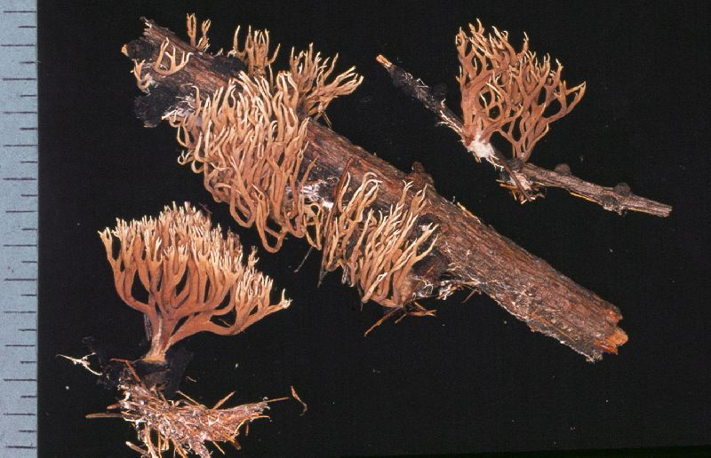 Ramaria pinicola image
