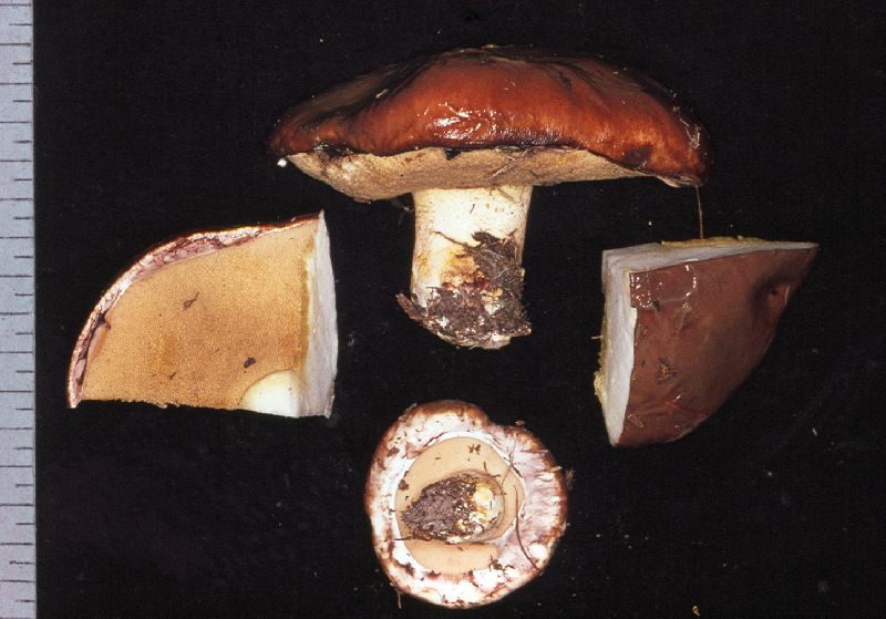 Suillus borealis image