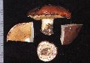 Suillus borealis image