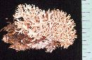 Ramaria pinicola image