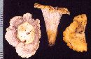 Cantharellus subalbidus image