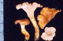 Cantharellus formosus image