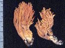 Ramaria leptoformosa image