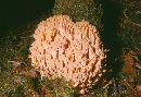 Ramaria obtusissima image