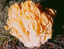 Ramaria aurea image