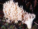 Ramaria botrytis image