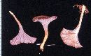 Craterellus lutescens image