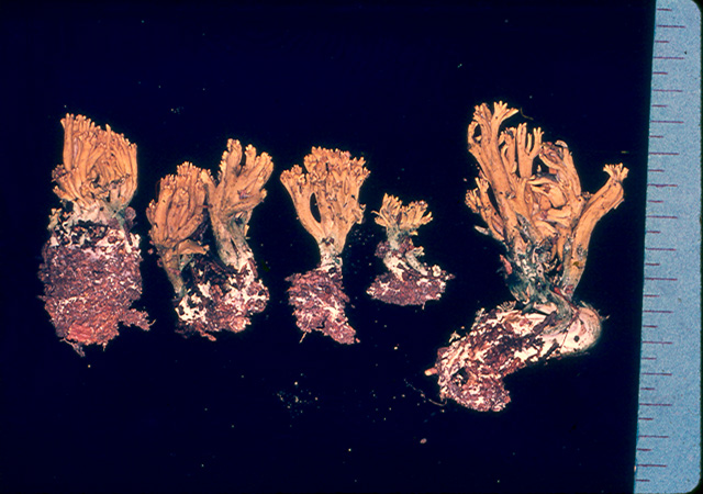 Ramaria glaucoaromatica image