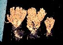 Ramaria apiculata image